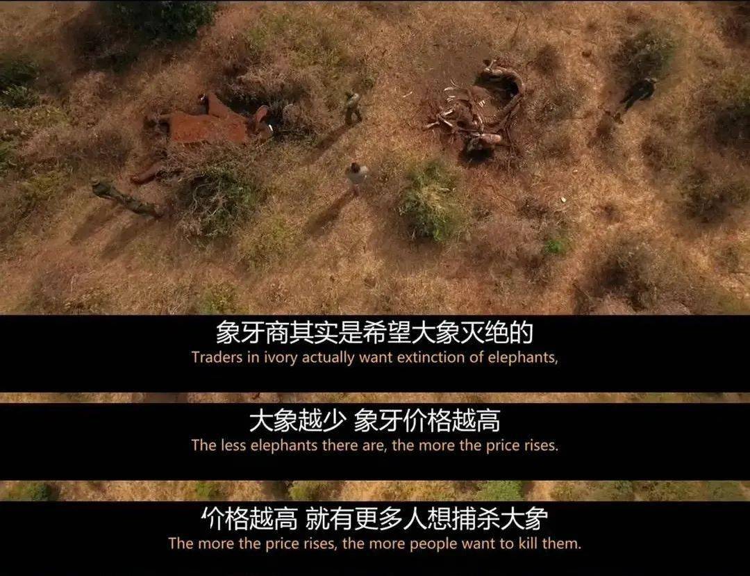 《猎狼者》影评:一集顶十集,这样的国产剧才刺激