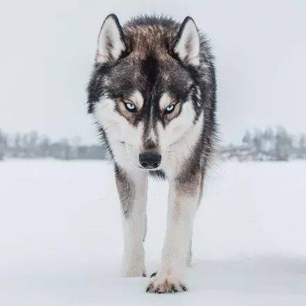 二哈应该是最像狼的狗狗了吧因此很多人就会觉得二哈的长相也跟大灰狼