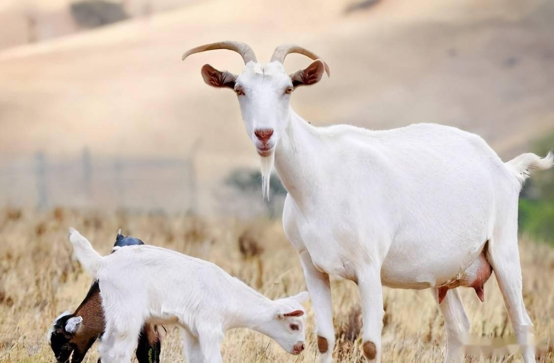 夏季让山羊增膘,养殖户应怎样饲喂?