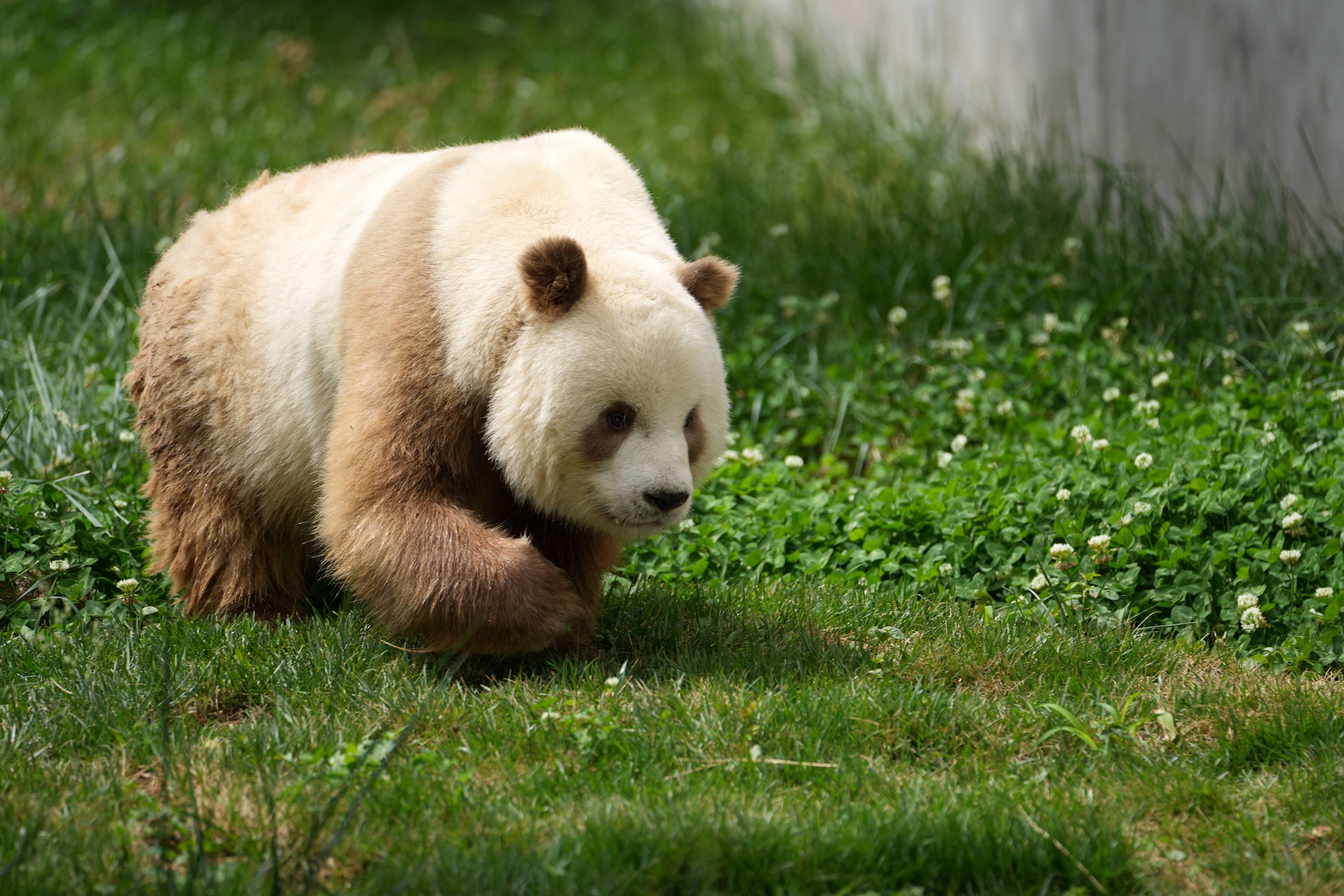 5月28日,棕色大熊猫"七仔"在秦岭四宝科学公园内玩耍.