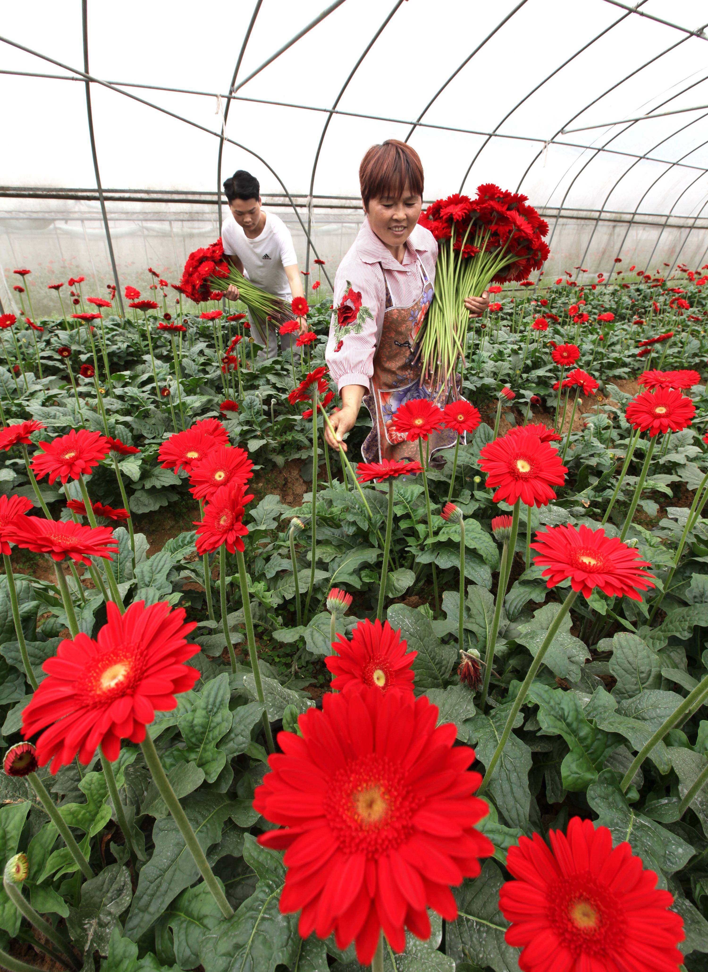 5月30日,村民在贵州省黔西市洪水镇长堰社区鲜花种植基地采摘非洲菊.