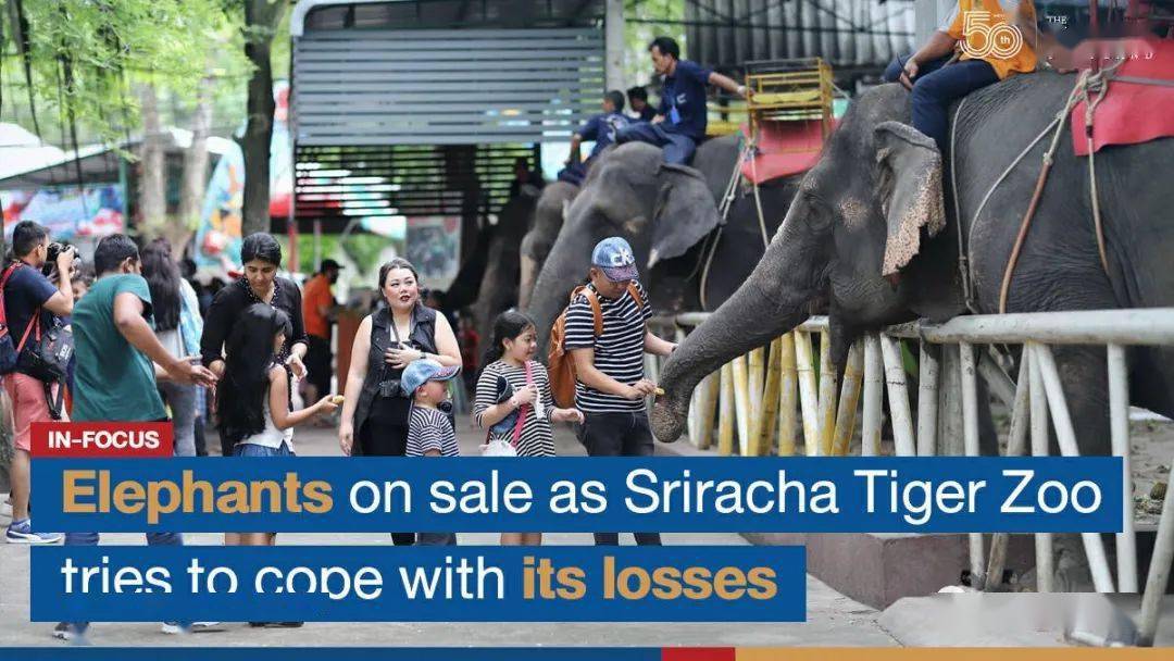 sriracha tiger zoo#正在寻找大象买家,以便我们能够挺过新冠疫情的