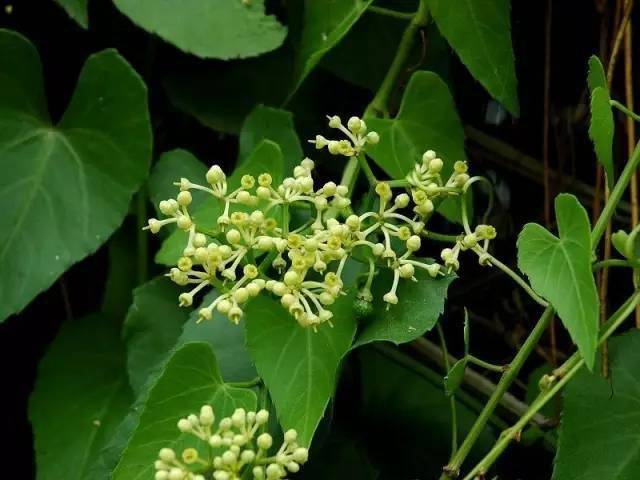 金银花别名:忍冬,银藤多年生半常绿缠绕木质藤本植物.