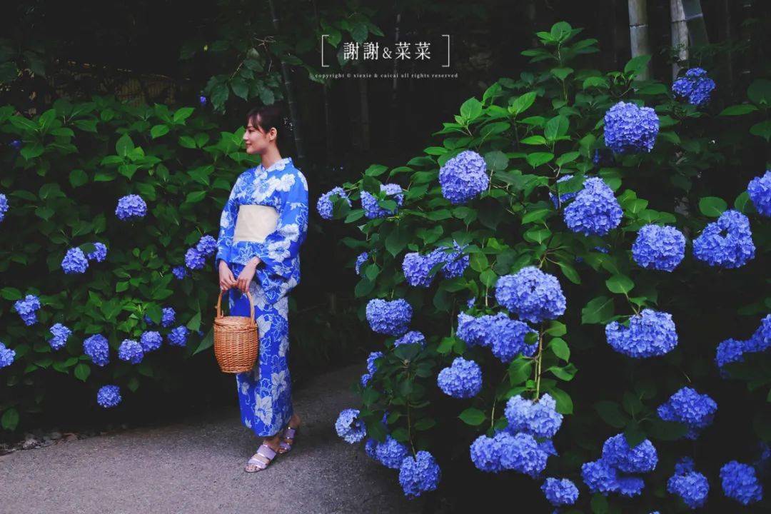 镰仓|属于夏天的浪漫,无尽夏开好了._紫阳花