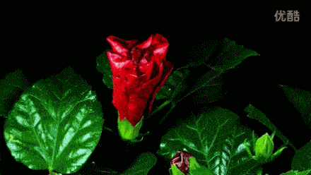 花儿盛开的一瞬间.美的让人窒息!太漂亮了!请大家欣赏