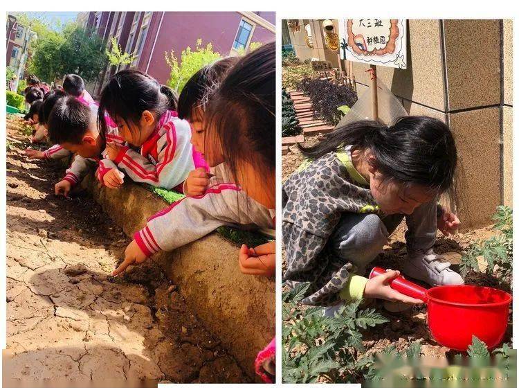 凤华幼儿园种植园收获季成长体验时