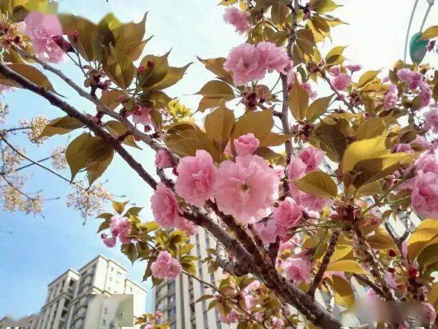 记住后保你啥花都认识!