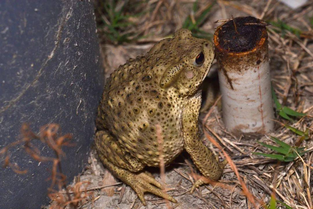 中华蟾蜍(bufo gargarizans)蹲在灯边捕食被吸引来的昆虫,我们称它为