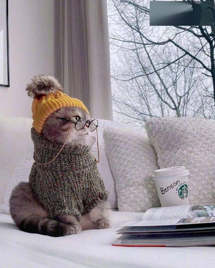 铲屎官把猫咪打扮的超有范,太潮了