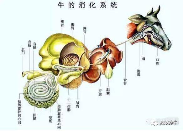 全牛解剖图让你全面了解牛