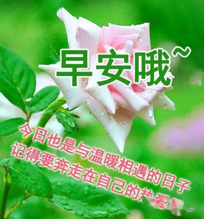 2021早上好漂亮鲜花美女图片带祝福语 暖心温馨早安问候祝福图片鲜花