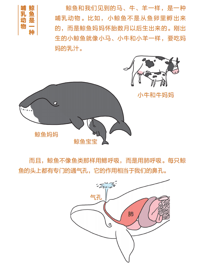 鲸鱼的进化过程,堪称一部励志大片