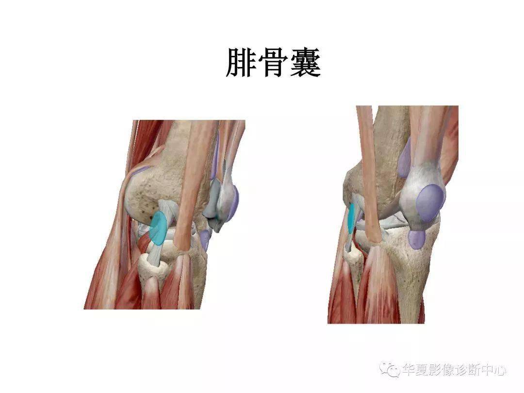 膝关节解剖图谱收藏