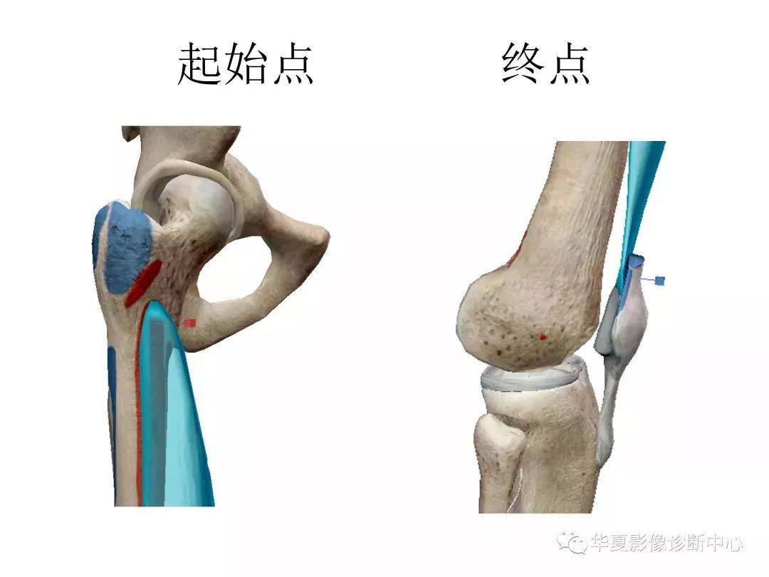 膝关节解剖图谱收藏