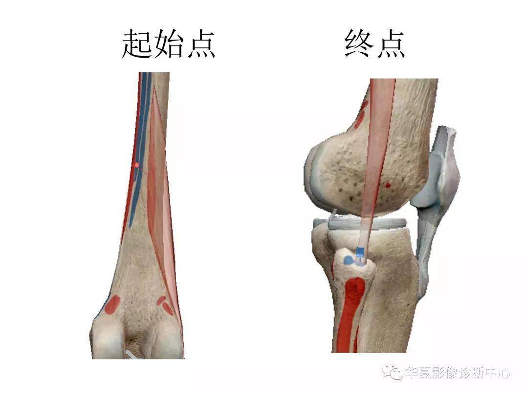 来源:华夏影像诊断中心 膝关节, 由股骨内,外侧髁和胫骨内,外侧髁