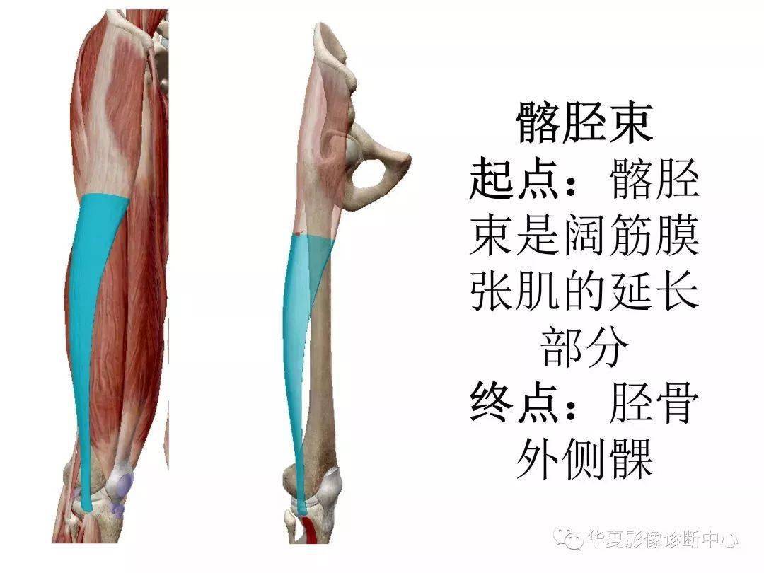 来源:华夏影像诊断中心 膝关节, 由股骨内,外侧髁和胫骨内,外侧髁
