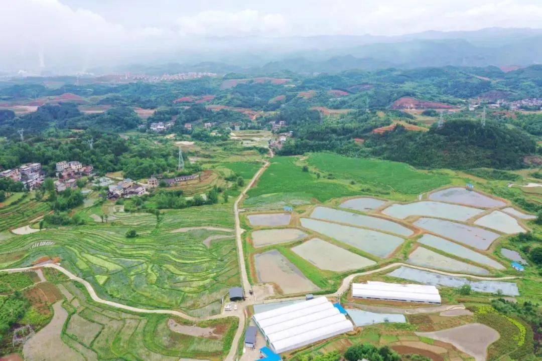 九龙茭白种植基地航拍