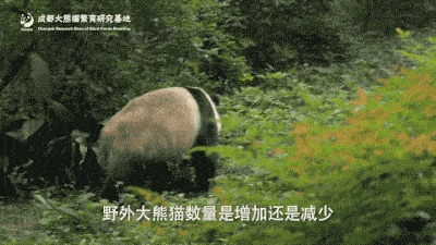 探究:如何粗略地判断野外大熊猫的数量?