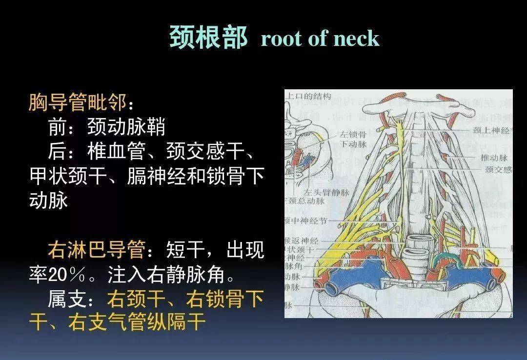 课件3d动画详解颈椎结构颈部解剖