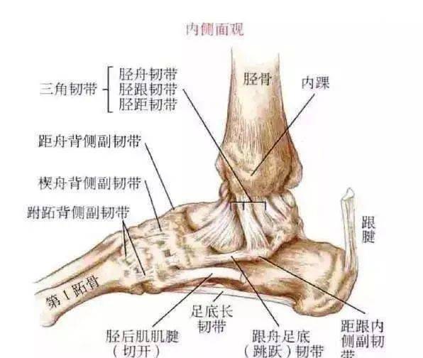 踝关节解剖图