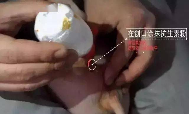 严谨的德国养猪人这样去势仔猪!易操作, 应激小,术后感染少!