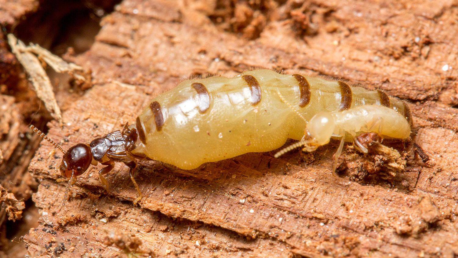蚁后和普通的工蚁,兵蚁相比,蚁后的寿命大大延长,自然寿命可达30~50