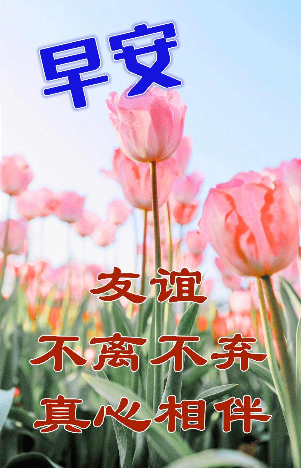 8张最新漂亮夏日早上好图片鲜花带字夏天最美早安动画鲜花图片带字带