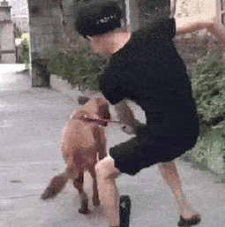 今晚遛狗一定不要_狗狗