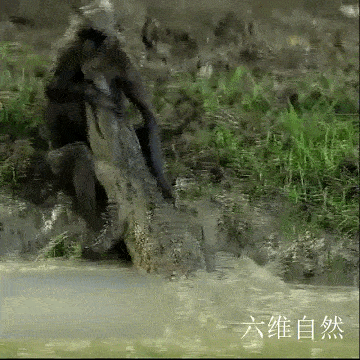一只灰叶猴被泽鳄咬住手臂,可猴子也反咬鳄鱼鼻子,最后结果未明