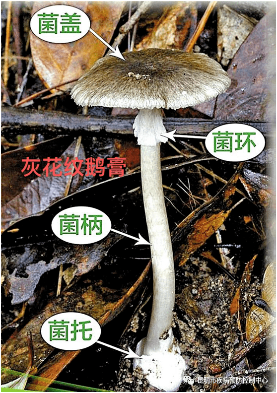 谨防食用有毒野生菌中毒