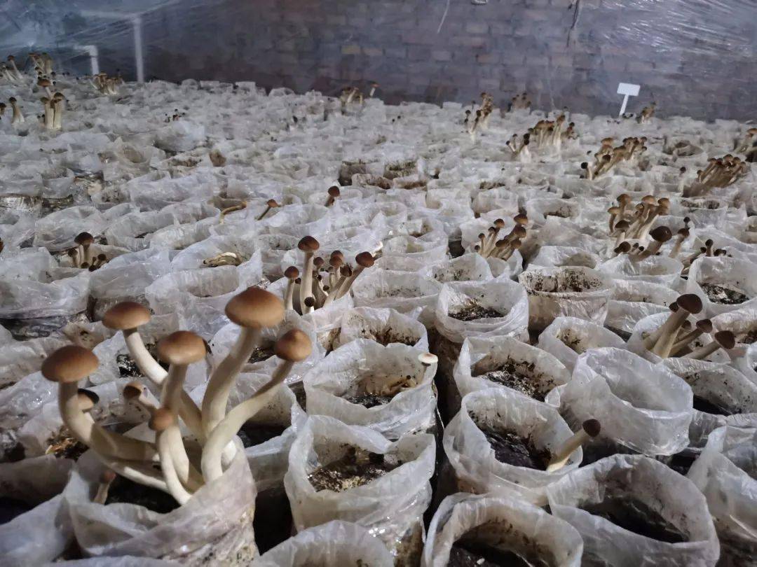 当前,茶树菇正处于菌袋培养期间,该怎么做?