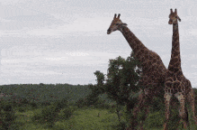 每日有趣gif图片#牧羊犬赶羊时的画面