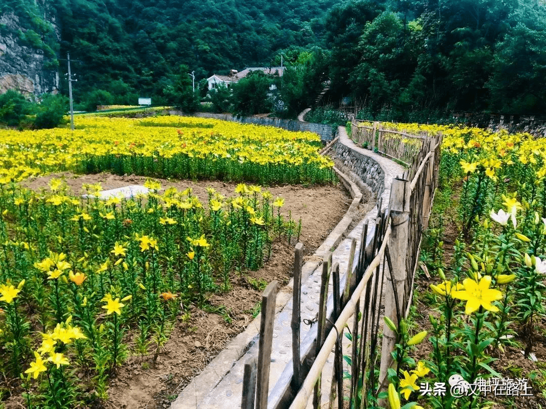 夏天除了 西瓜,空调,wifi 还有佛坪银厂沟的百合花 这大好的夏日时光