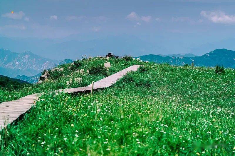 周末1日|百花山|百花山上有百花の漫山鲜花-无边草甸