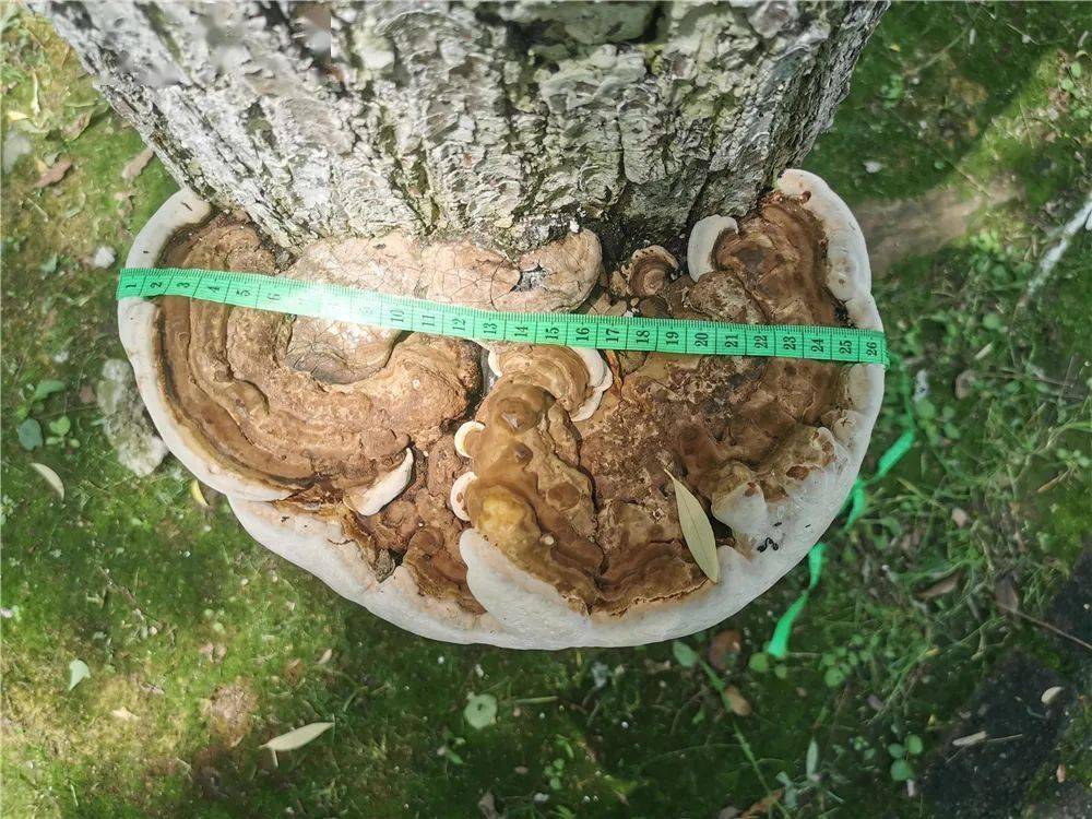 湖州发现树上长"灵芝",专家:要保护勿食用