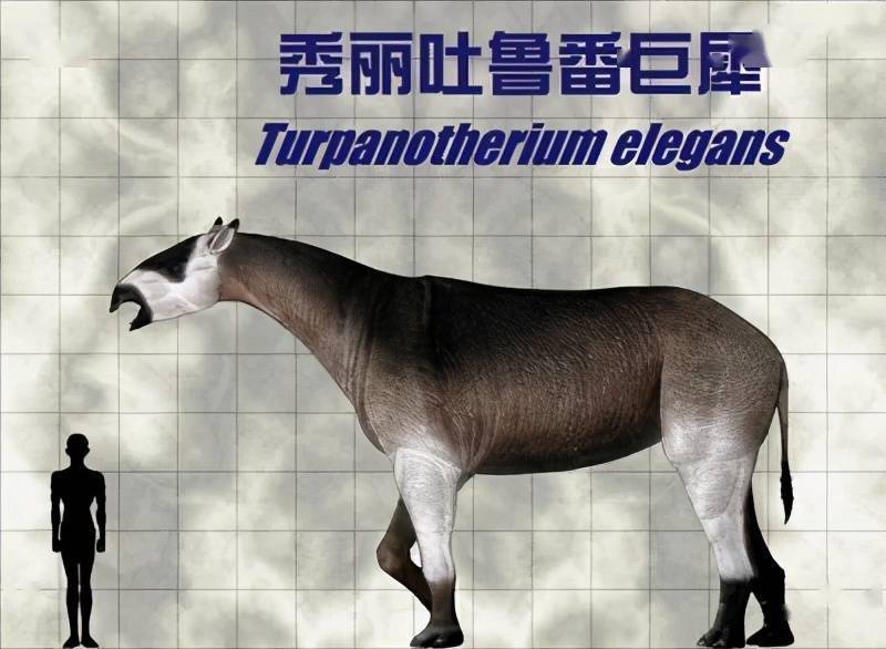 重如四头大象,恐龙外最大陆生动物新王者出现,临夏巨犀成新冠军