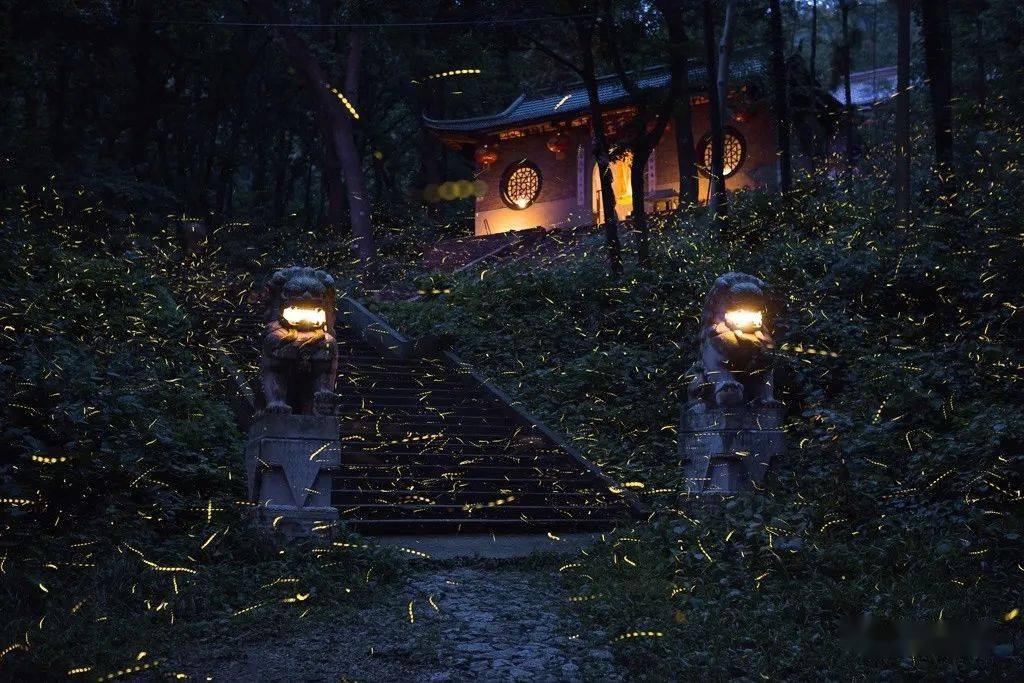 金陵仲夏梦幻萤火虫最强拍摄攻略_灵谷寺