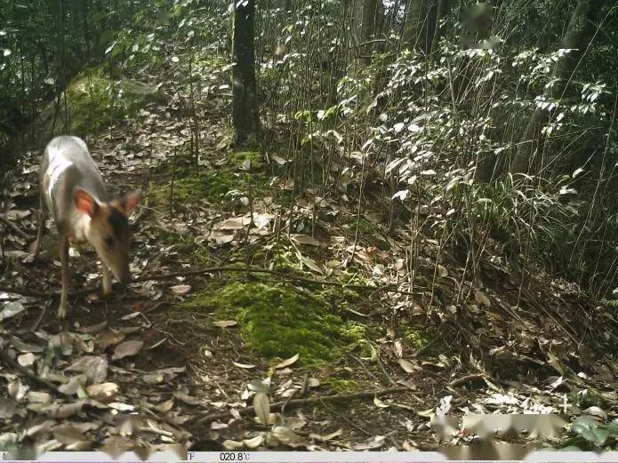 贵州一保护区红外相机拍到保护动物觅食珍贵影像