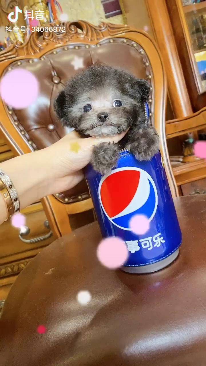 百事都可乐宝宝你今天好吗