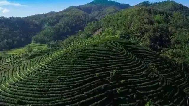 水满乡椰仙有机茶园 椰仙茶园又名指纹茶园 位于五指山市水满乡永训村