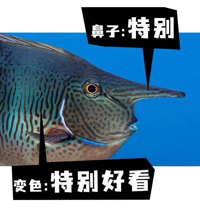 鱼鱼为什么要长个大鼻子