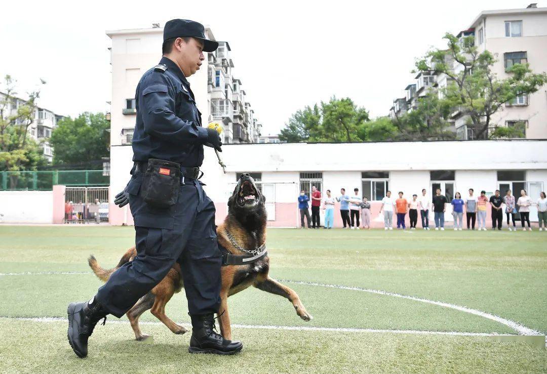 聪明勇敢有力气小警犬也有大作为致敬无声战友