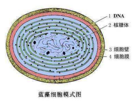 (3)蓝藻在夜间的呼吸作用将消耗掉池塘中大量的溶解氧