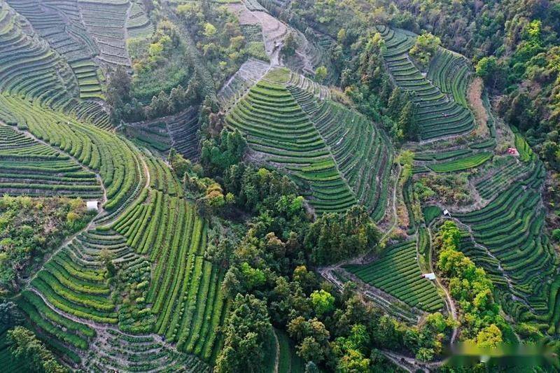 端午过后,记者来到中国白茶特色小镇福鼎市点头镇,这里漫山遍野绿意