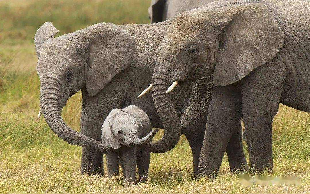 网友们分享大象可可爱爱小知识,重感情又通人性,萌萌哒