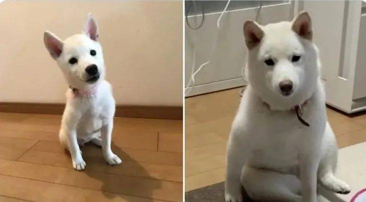 狗子连续偷粽子5年,网友看到对比照片后笑喷:狗子也逃