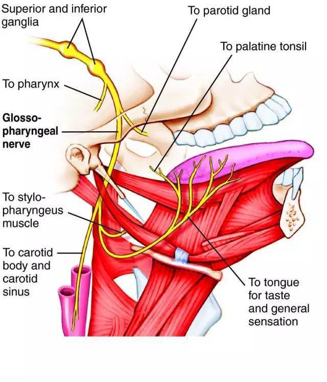 舌咽神经解剖知多少