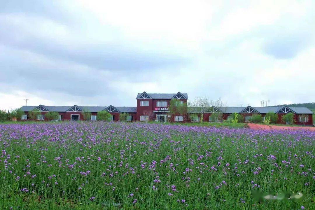 凌源热水汤"百花谷"炫美花海惊艳全国!第三届中国凌源