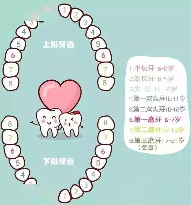 乳牙滞留 如果宝宝的恒牙已经萌出,乳牙却不肯"让位"脱落,就叫做乳牙