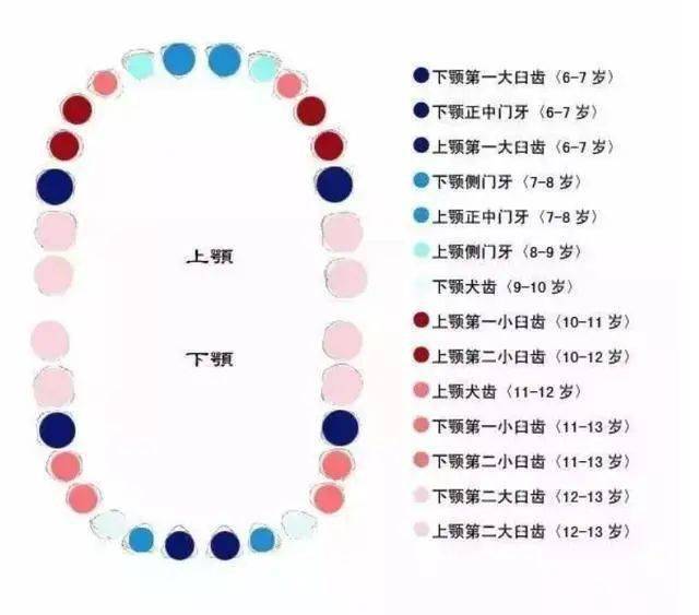 孩子换牙时的第一颗六龄牙很关键,一定要注意!